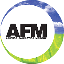 afm